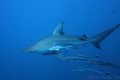   Oceanic blacktip followers. Aliwal Shoal South Africa. May 2014 followers Africa  